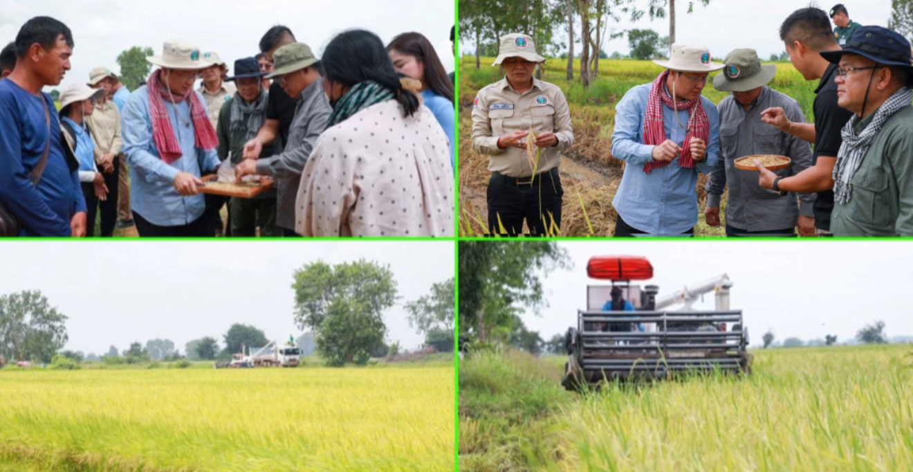រដ្ឋមន្រ្តីក្រសួងកសិកម្ម​ ចុះពិនិត្យការច្រូតនិងប្រមូលទិញស្រូវ​ នៅស្រុកថ្មគោល ខេត្តបាត់ដំបង